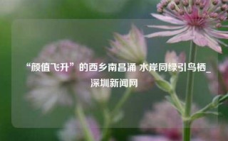 “颜值飞升”的西乡南昌涌 水岸同绿引鸟栖_深圳新闻网